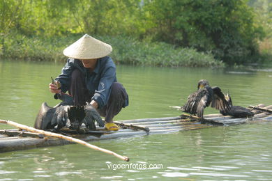 Fishing with cormorants. 