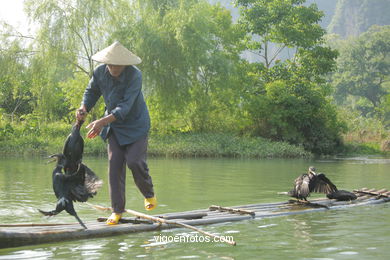 Fishing with cormorants. 