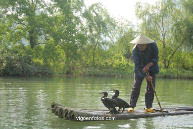 Fishing with cormorants. 