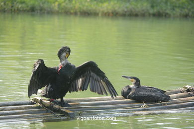 Fishing with cormorants. 