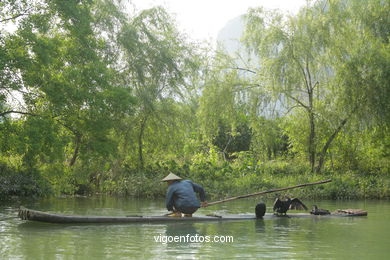 Fishing with cormorants. 