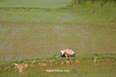 Campos de Arroz. 