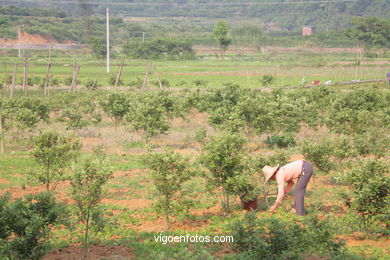 Paisagens de cultivo. Camponeses . 