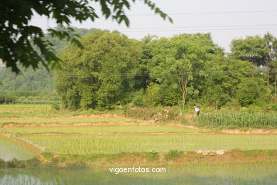 Rice Fields. 