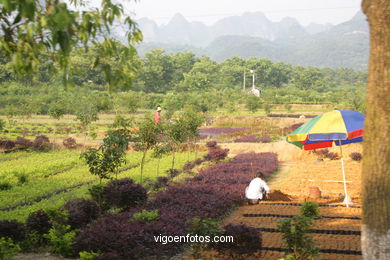 Paisagens de cultivo. Camponeses . 