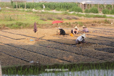 Paisajes de cultivo. Campesinos. 