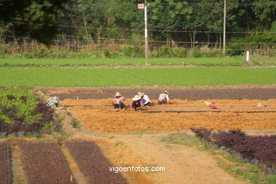 Paisagens de cultivo. Camponeses . 