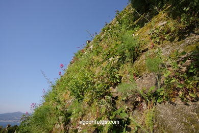 CASTILLOS DE GALICIA: SEGUNDA MURALLA CASTILLO DEL CASTRO. SIGLO XVII