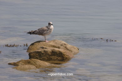 BIRDS OF THE ISLANDS - CIES ISLANDS