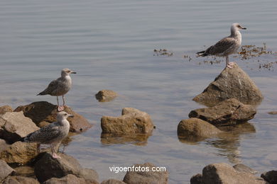 BIRDS OF THE ISLANDS - CIES ISLANDS