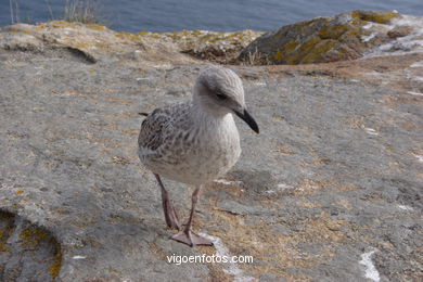 BIRDS OF THE ISLANDS - CIES ISLANDS