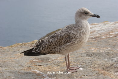 BIRDS OF THE ISLANDS - CIES ISLANDS