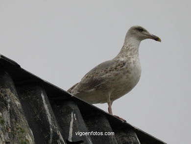 BIRDS OF THE ISLANDS - CIES ISLANDS