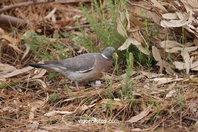 BIRDS OF THE ISLANDS - CIES ISLANDS