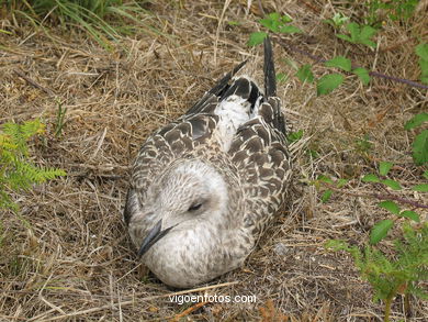 BIRDS OF THE ISLANDS - CIES ISLANDS