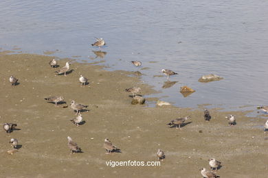 BIRDS OF THE ISLANDS - CIES ISLANDS