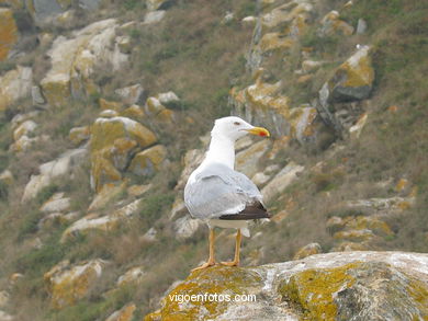 BIRDS OF THE ISLANDS - CIES ISLANDS