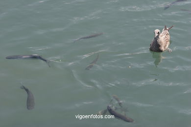 BIRDS OF THE ISLANDS - CIES ISLANDS