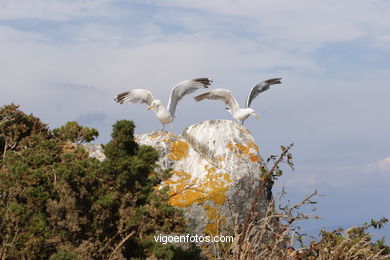 BIRDS OF THE ISLANDS - CIES ISLANDS