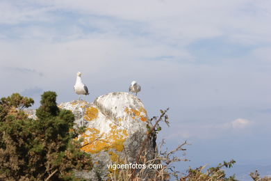 BIRDS OF THE ISLANDS - CIES ISLANDS