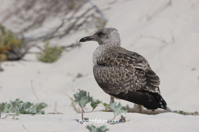 BIRDS OF THE ISLANDS - CIES ISLANDS