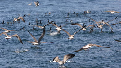 BIRDS OF THE ISLANDS - CIES ISLANDS