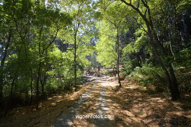 LOS BOSQUES DE LAS ISLAS CÍES