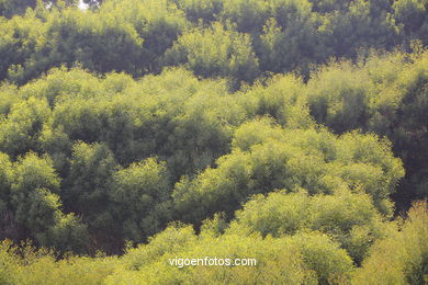 Os BOSQUES DAS ILHAS CÍES