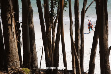 LOS BOSQUES DE LAS ISLAS CÍES