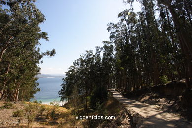 LOS BOSQUES DE LAS ISLAS CÍES