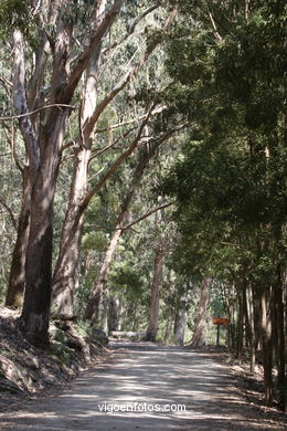 Os BOSQUES DAS ILHAS CÍES