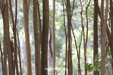 THE FORESTS OF CIES ISLANDS - CIES ISLANDS