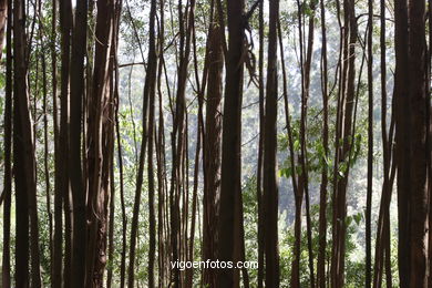 LOS BOSQUES DE LAS ISLAS CÍES