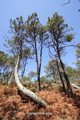 LOS BOSQUES DE LAS ISLAS CÍES