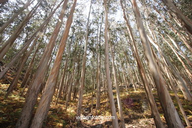 LOS BOSQUES DE LAS ISLAS CÍES