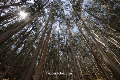 Os BOSQUES DAS ILHAS CÍES