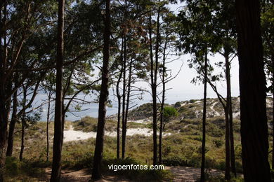 LOS BOSQUES DE LAS ISLAS CÍES