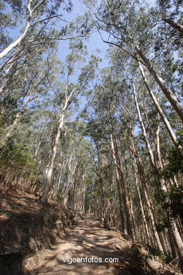 Os BOSQUES DAS ILHAS CÍES