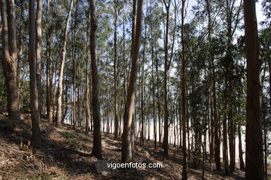 LOS BOSQUES DE LAS ISLAS CÍES