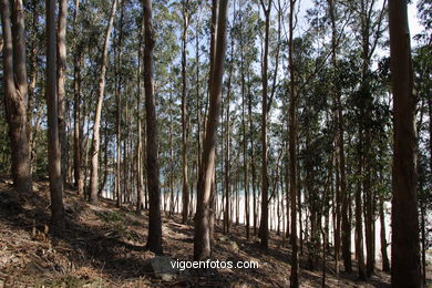 LOS BOSQUES DE LAS ISLAS CÍES