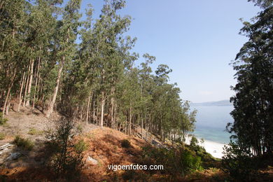 LOS BOSQUES DE LAS ISLAS CÍES