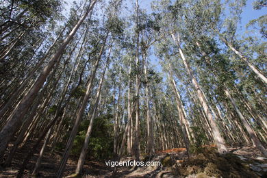 LOS BOSQUES DE LAS ISLAS CÍES