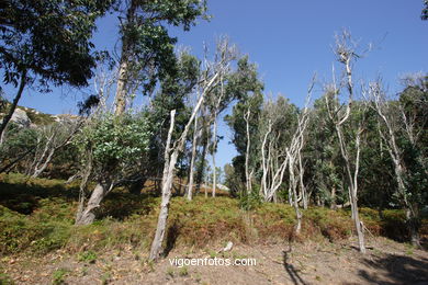 LOS BOSQUES DE LAS ISLAS CÍES