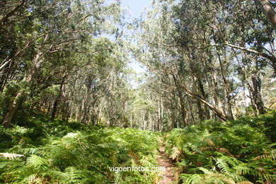 LOS BOSQUES DE LAS ISLAS CÍES