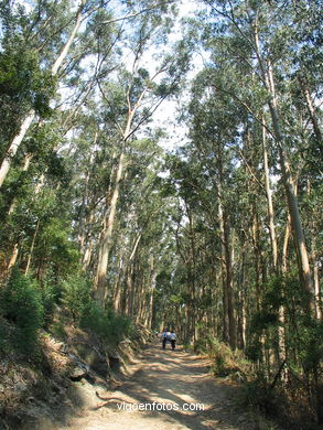 LOS BOSQUES DE LAS ISLAS CÍES