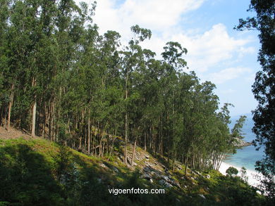 LOS BOSQUES DE LAS ISLAS CÍES