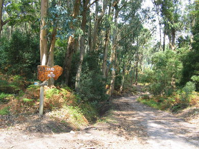 THE FORESTS OF CIES ISLANDS - CIES ISLANDS