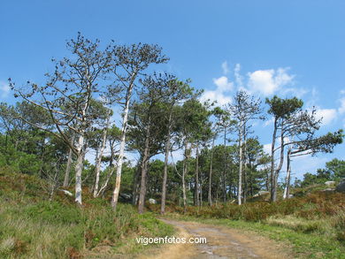 LOS BOSQUES DE LAS ISLAS CÍES