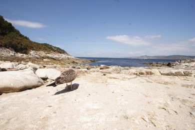 PRAIA CANTAREIRA. ILHAS CIES