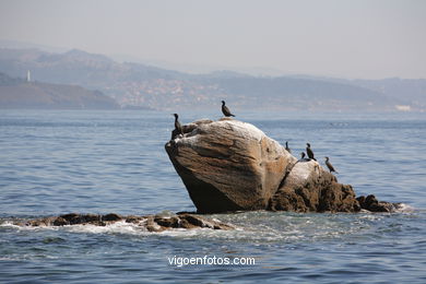 CORMORANTS OF CIES ISLANDS - VIGO - SPAIN